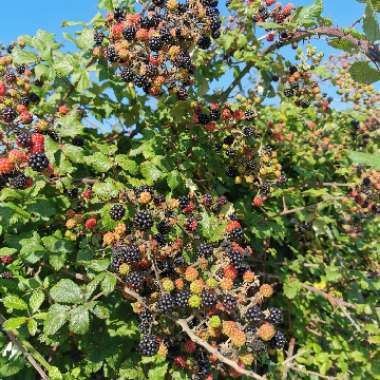 Rubus fruticosus