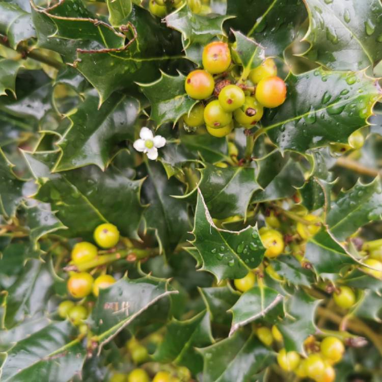 plant image 1382049