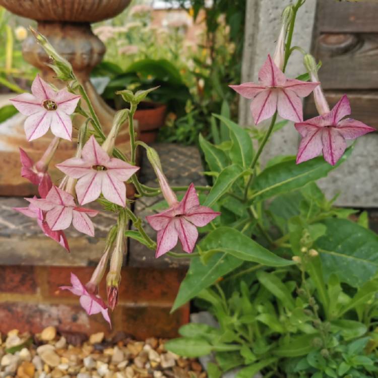 plant image 1383610