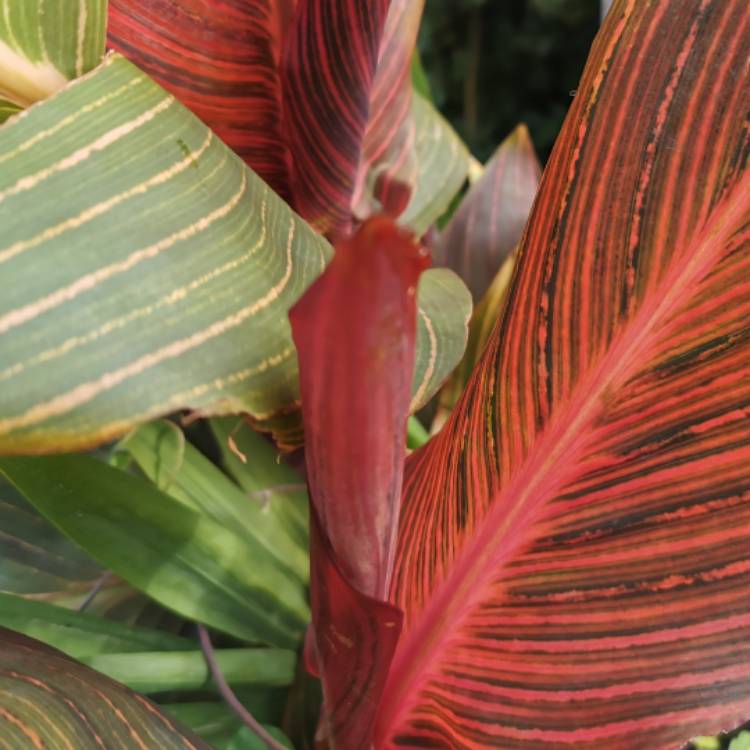 plant image 1385484 plant image 1385484