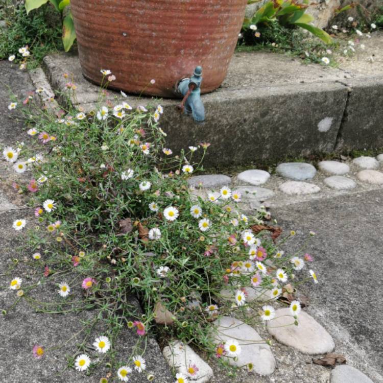 plant image 1387898 plant image 1387898