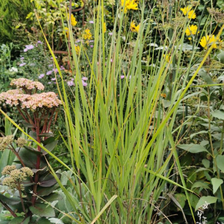 Plant image Panicum virgatum 'Northwind'