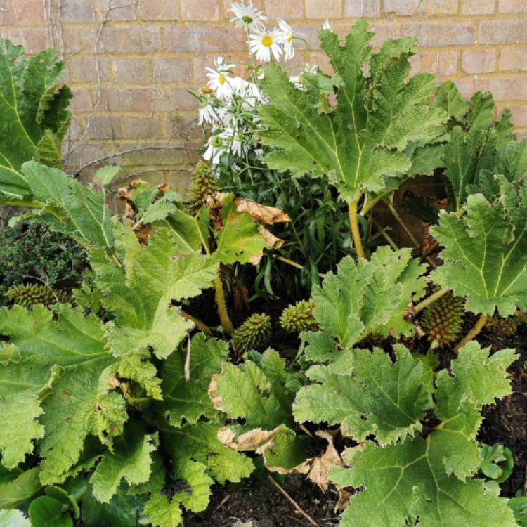 plant image 1388828 plant image 1388828