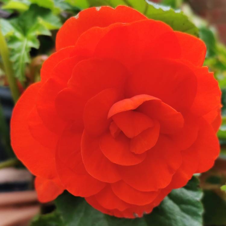 plant image 1389126