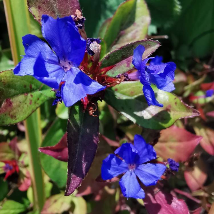 plant image 1389850
