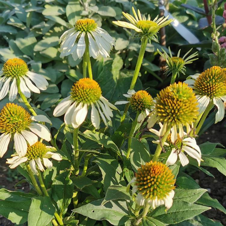 Plant image Echinacea purpurea 'White Swan'