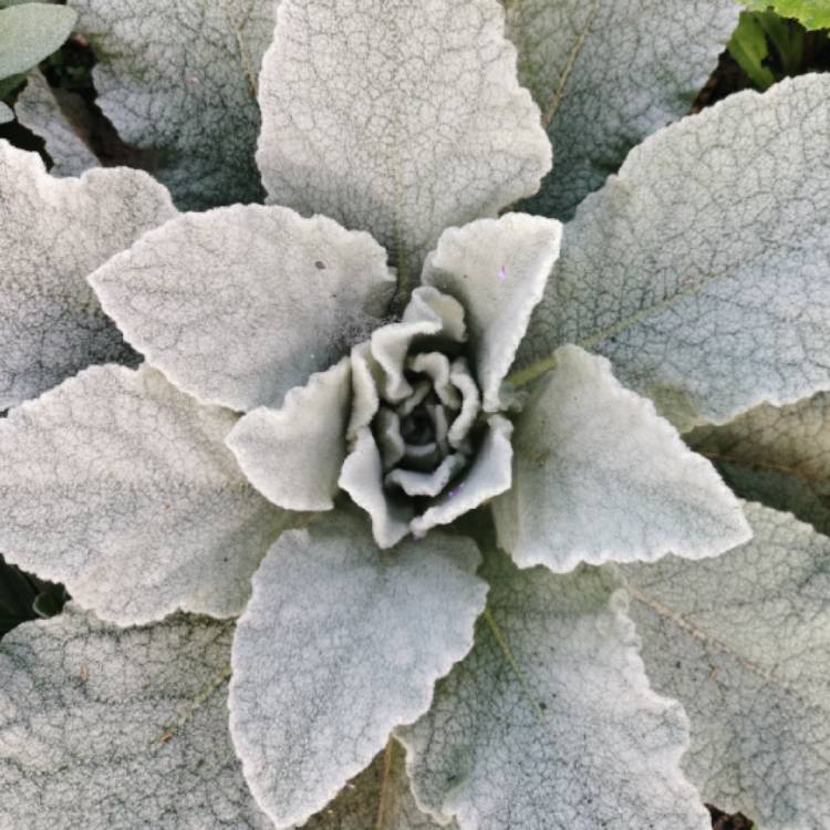 plant image 1392185 plant image 1392185
