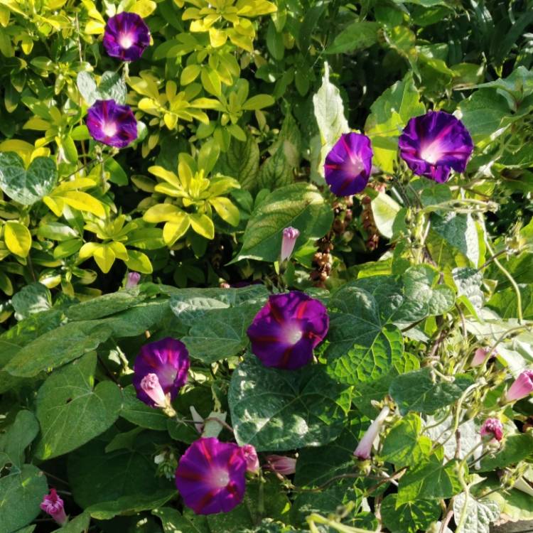 plant image 1392660 plant image 1392660