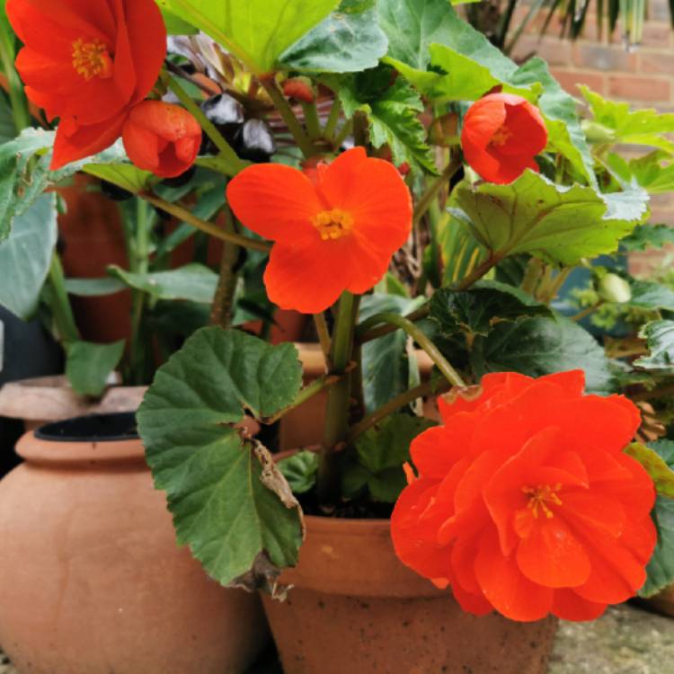 Plant image Begonia (Tuberous)