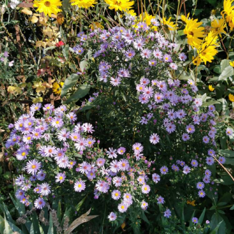 plant image 1394289