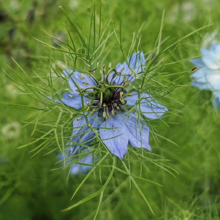 plant image 1397865 plant image 1397865