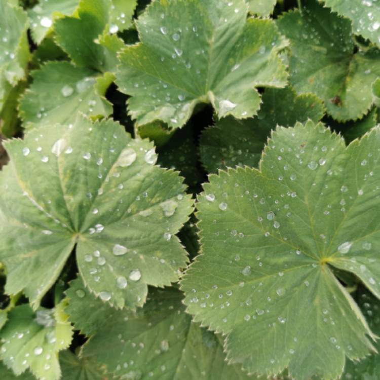 Plant image Alchemilla mollis