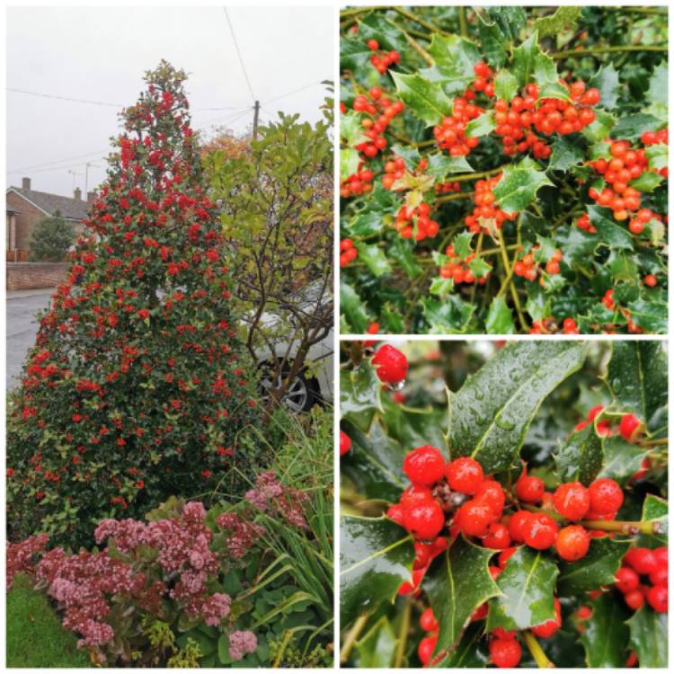 Plant image Ilex