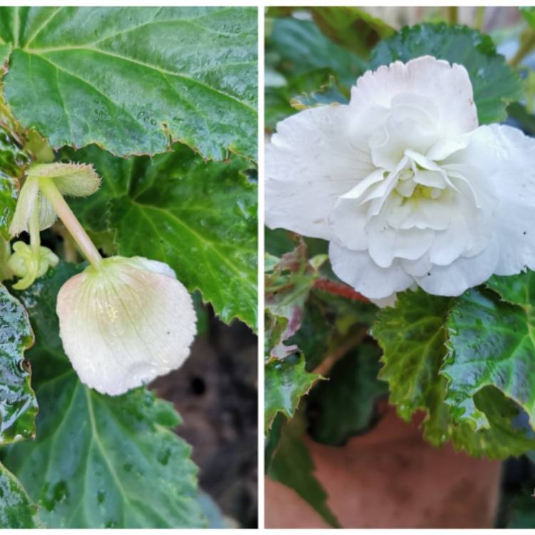 plant image 1401869