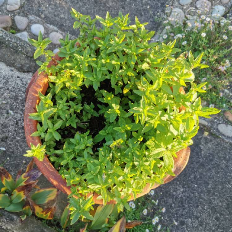 plant image 1403066