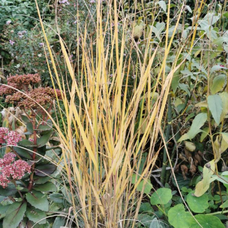 plant image 1410284