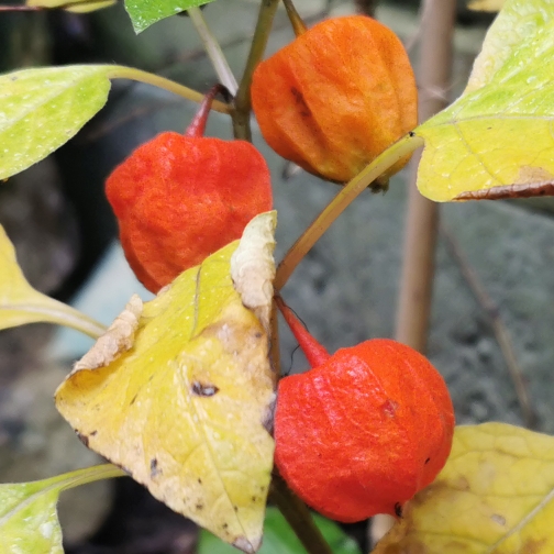 plant image 1414402