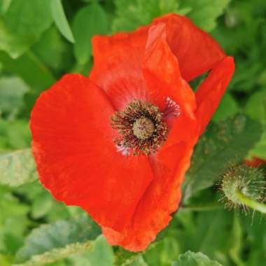 Papaver rhoeas