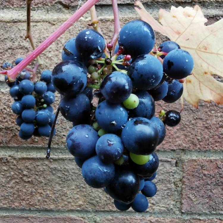 Plant image Vitis