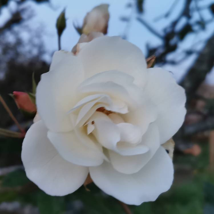 plant image 1417057