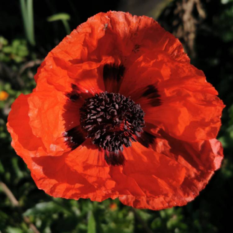 plant image 1417085 plant image 1417085