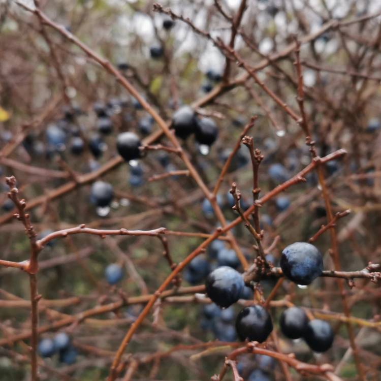 Plant image Prunus Spinosa