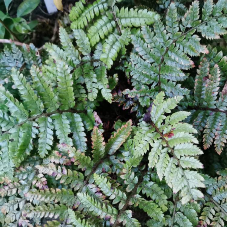 Plant image Polystichum