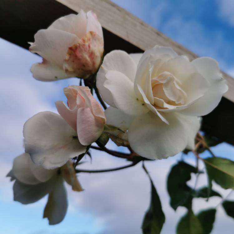 plant image 1419928