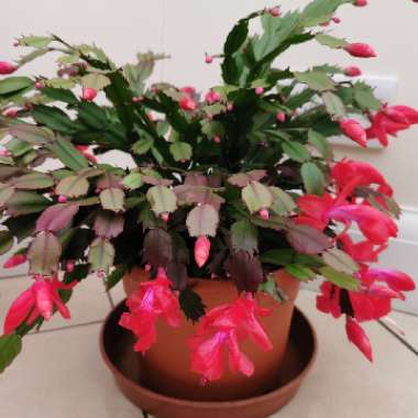 Schlumbergera bridgesii (Lem.) Loefgr.