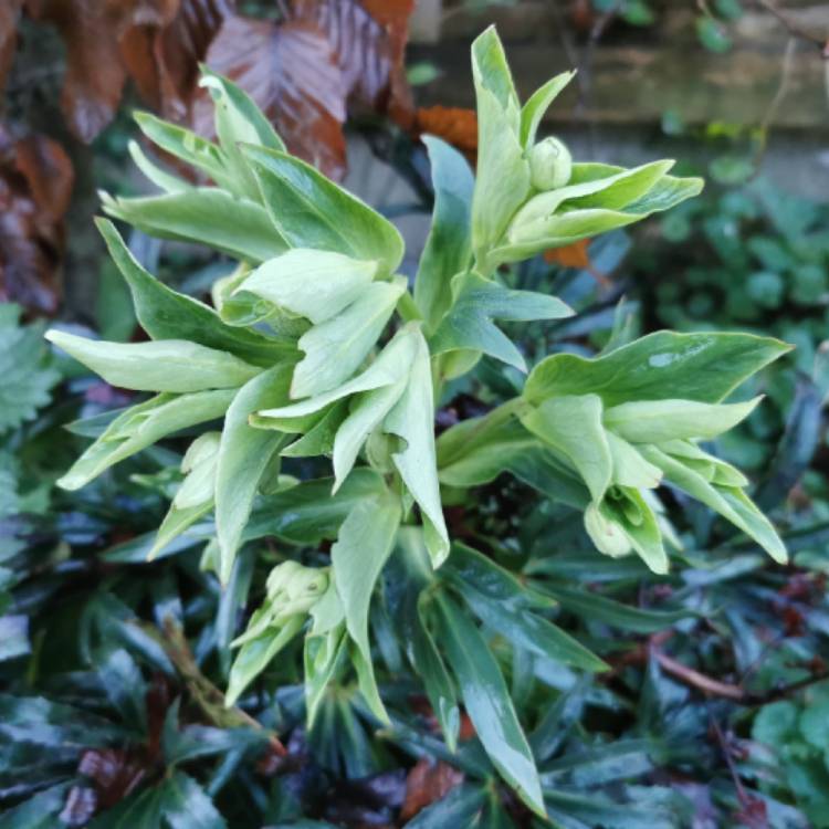 Plant image Helleborus foetidus