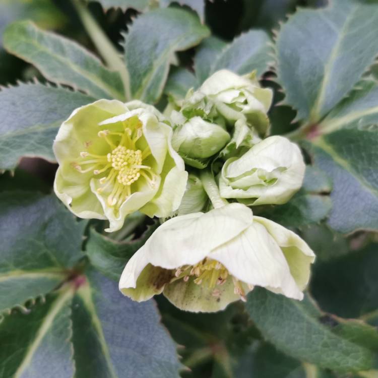 plant image 1434191
