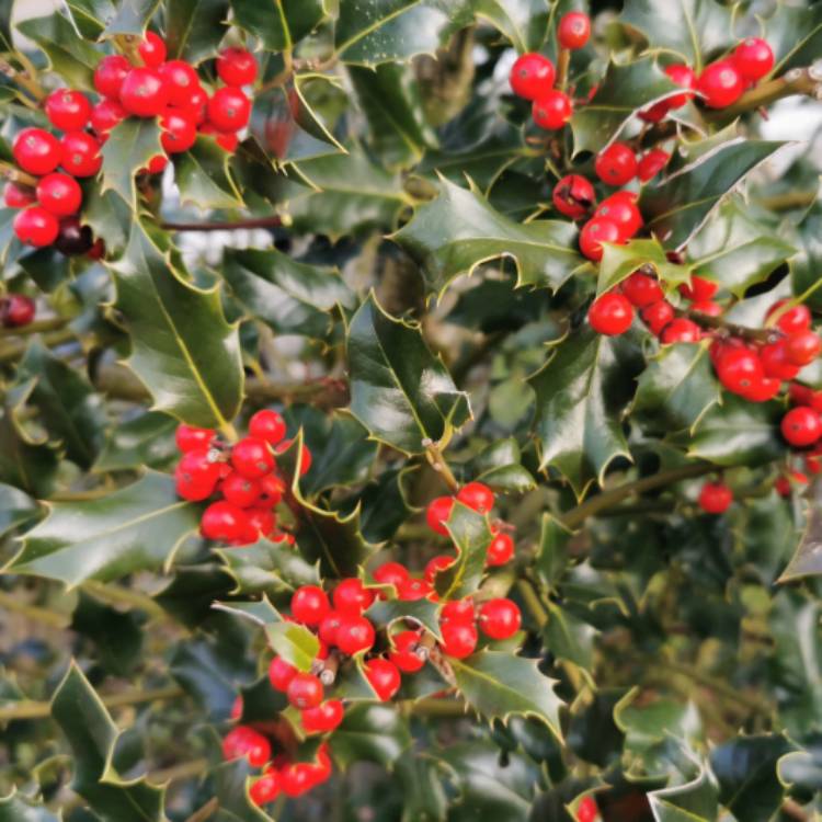 plant image 1439948