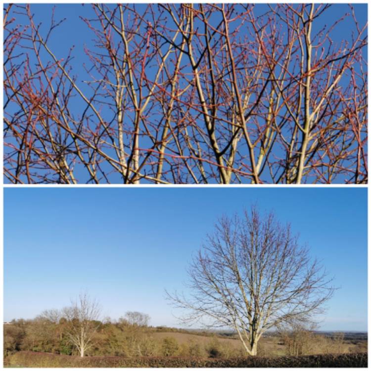 Plant image Tilia x europaea