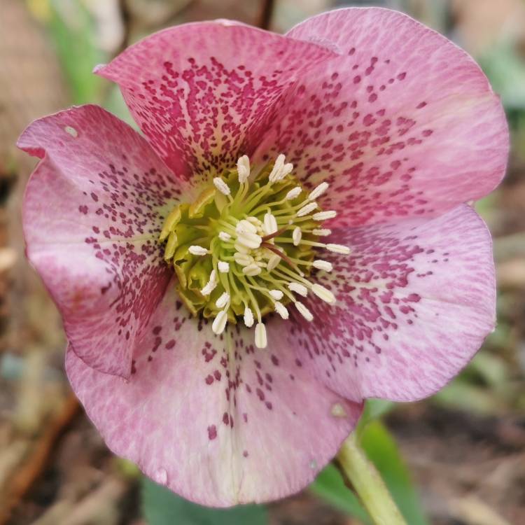 plant image 1442957