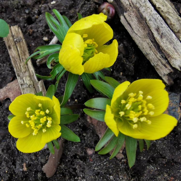 Plant image Eranthis hyemalis