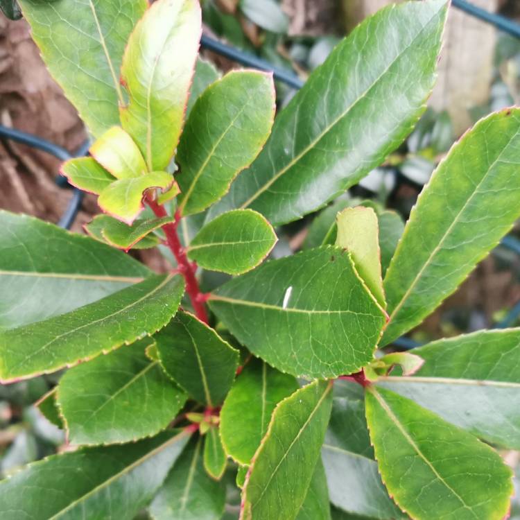 plant image 1444340