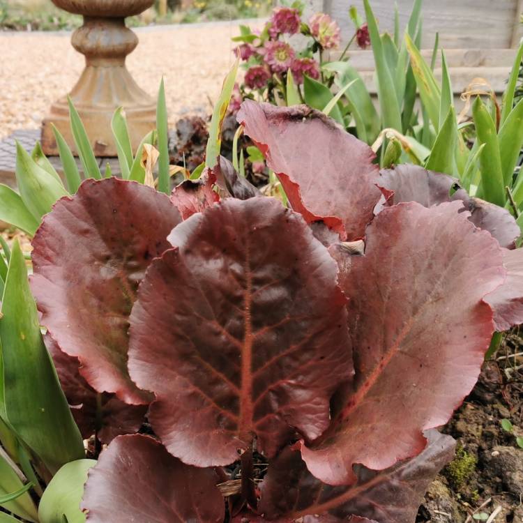 plant image 1451742 plant image 1451742