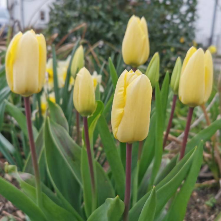 plant image 1455971