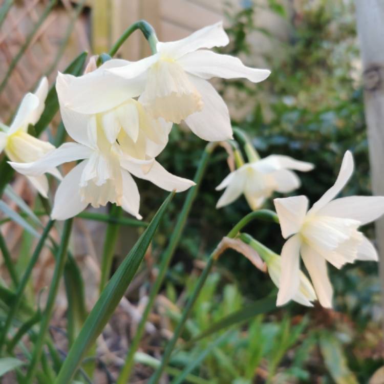 Plant image Narcissus 'Thalia' syn. Narcissus triandrus 'Thalia'