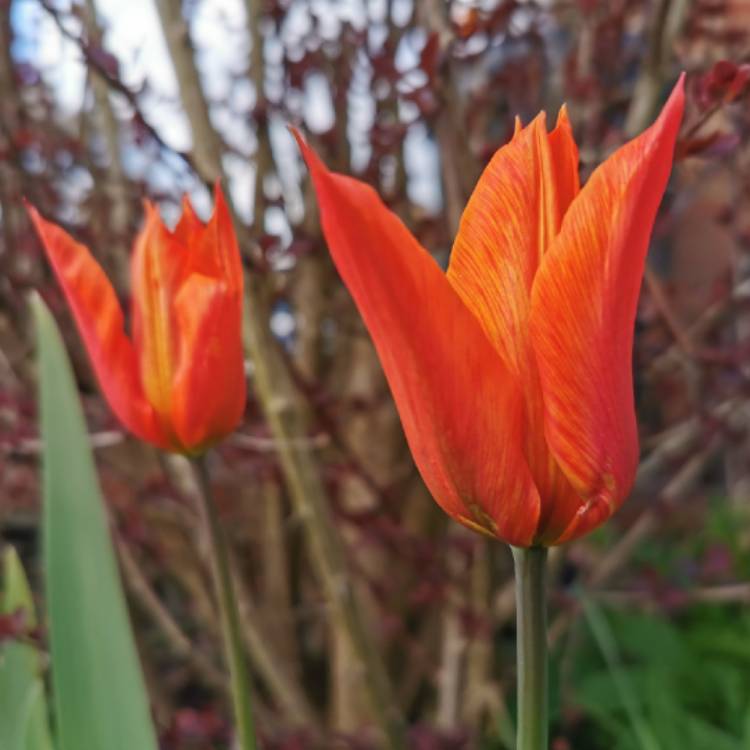 Plant image Tulipa 'Ballerina