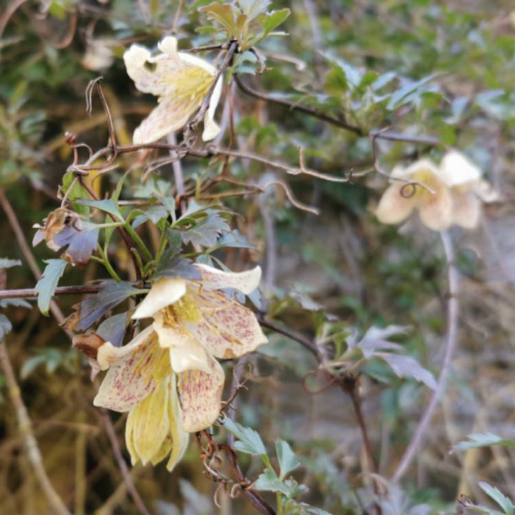 Plant image Clematis cirrhosa var. balearica