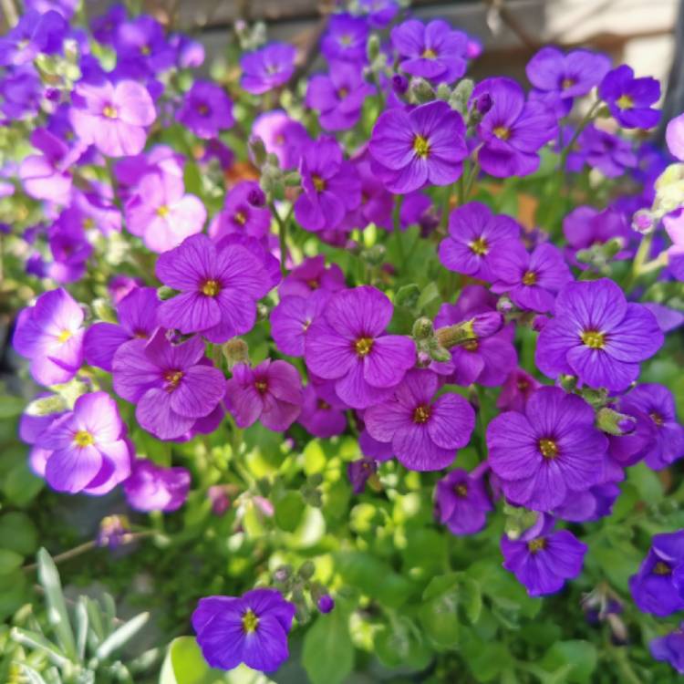 Plant image Aubrieta