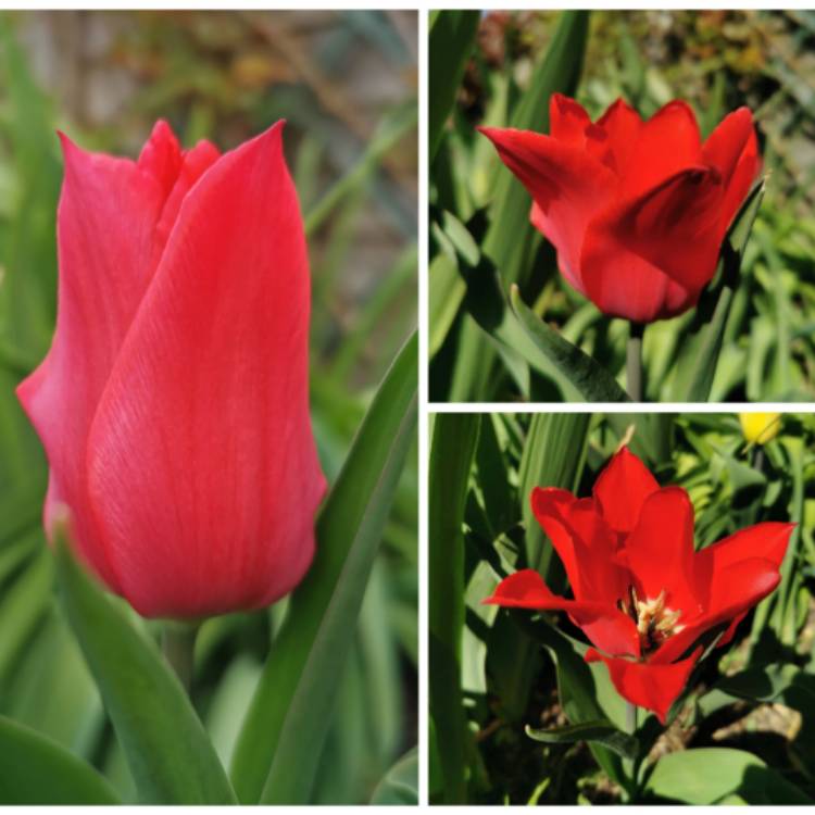 Plant image Tulipa 'Red Shine'