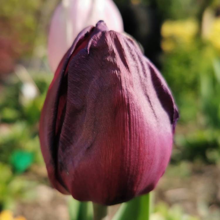 Plant image Tulipa 'Purple Prince'