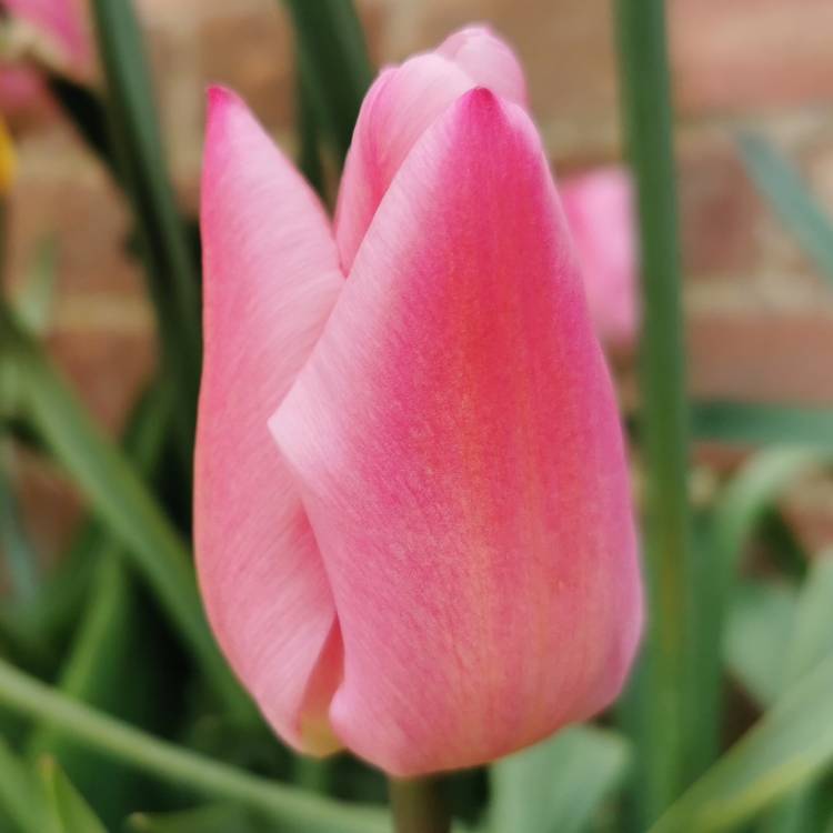 plant image 1468875