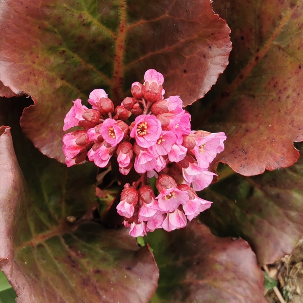 plant image 1470597 plant image 1470597