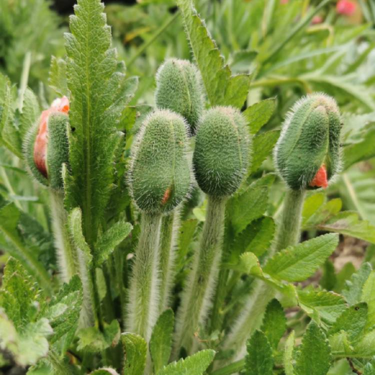 Plant image Papaver orientale