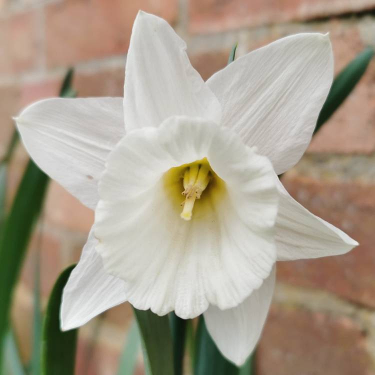 Plant image Narcissus 'Mount Hood'