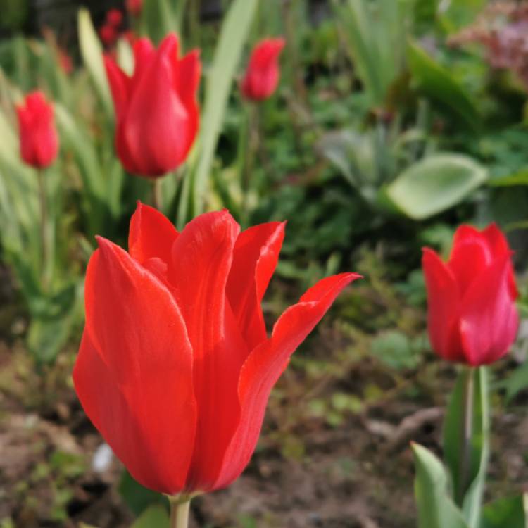 plant image 1473163