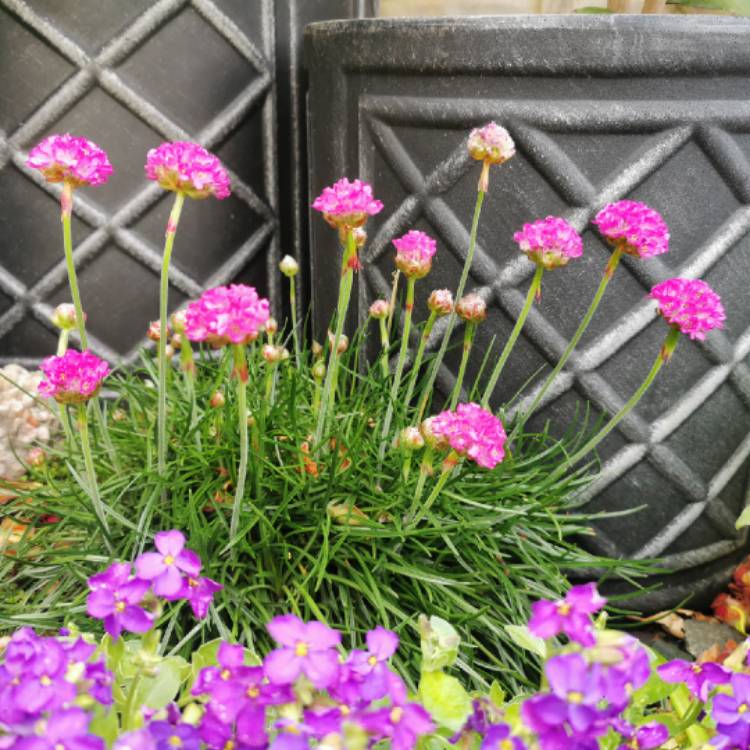 plant image 1476582